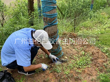 白云树木白蚁防治工程
